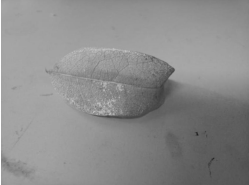 专利名称
