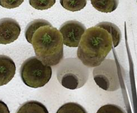 专利名称